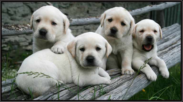 esposizione cani fiera milano
