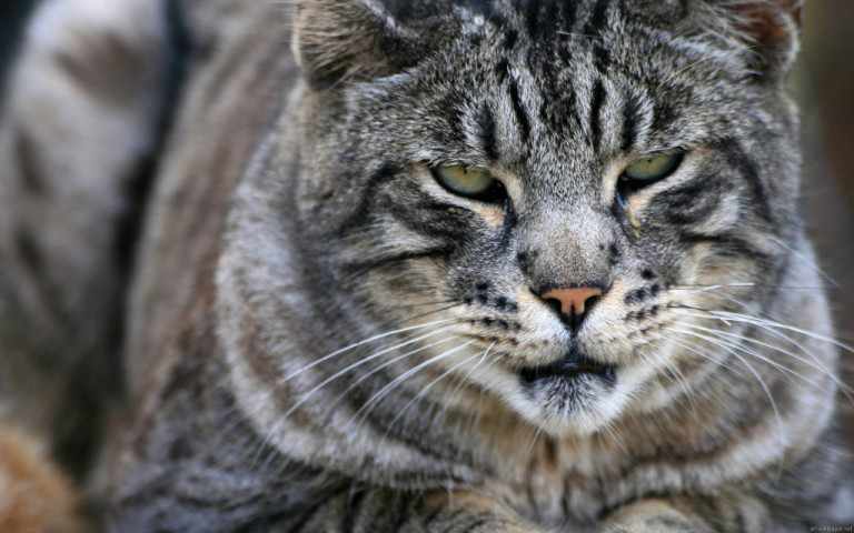 gattoparco milano