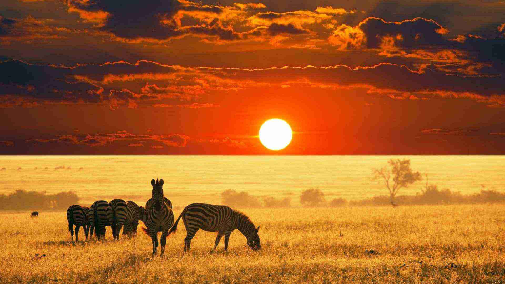 safari milano kenia