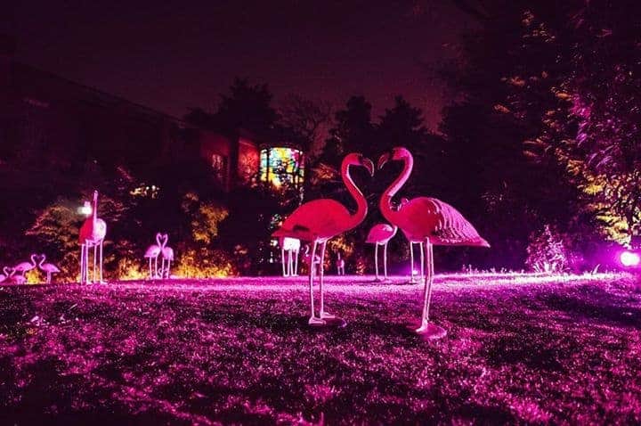 flamingos party 