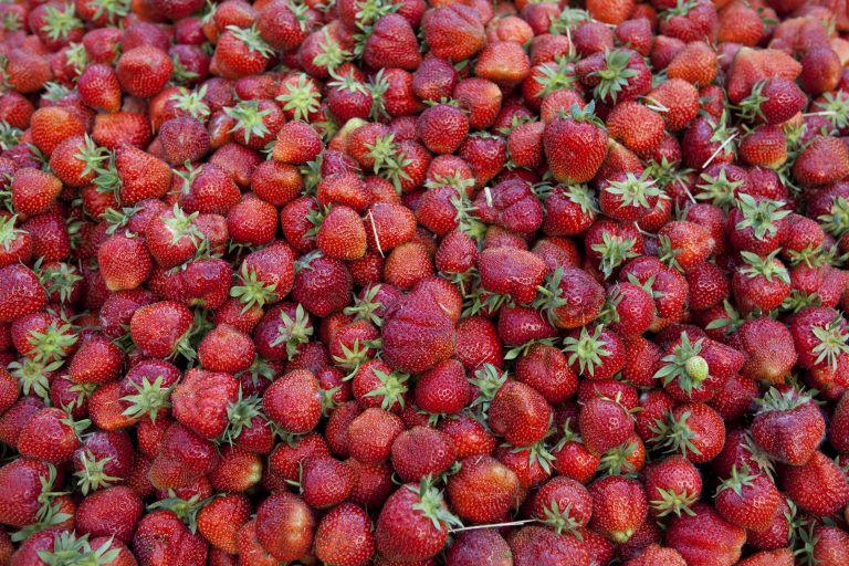 fragole 