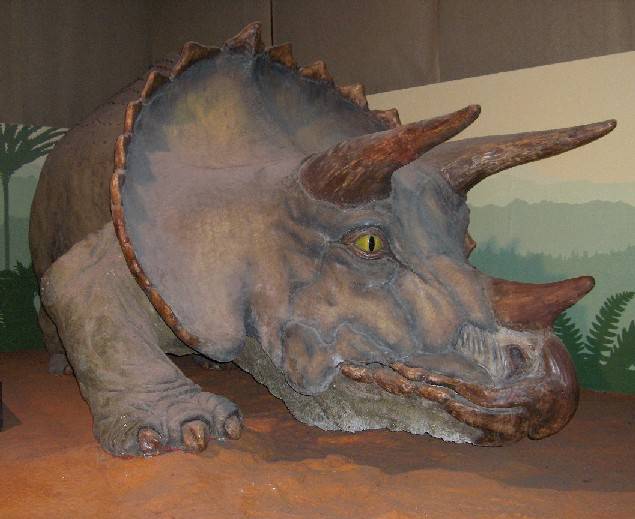 triceratops compressed