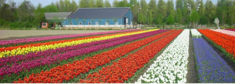 Un giardino con 250.000 tulipani di 185 delle varietà più sorprendenti