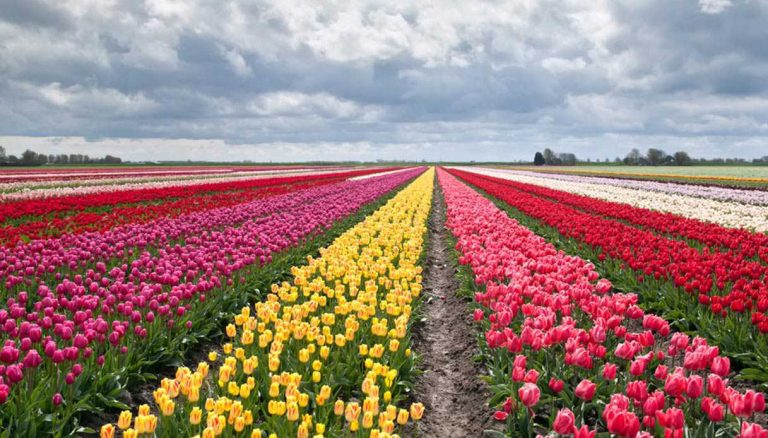 MILANO: come in Olanda, lo spettacolo dei campi di tulipani colorati MILANO: come in Olanda, lo spettacolo dei campi di tulipani colorati