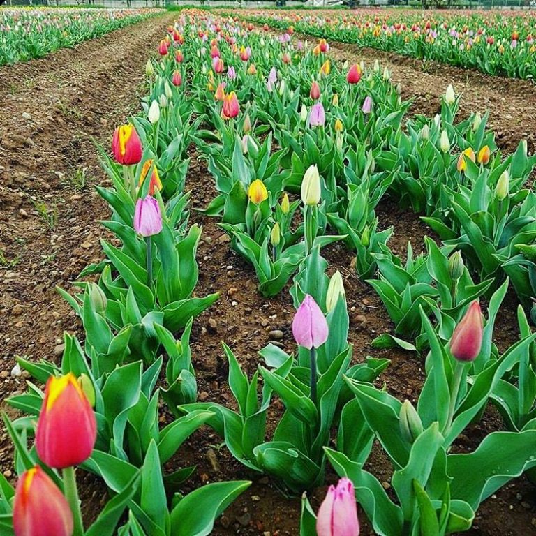 TULIPANI: finalmente apre il campo a Cornaredo, ecco tutte le info