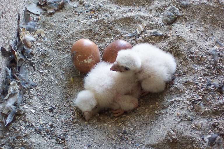 falco pellegrino falco peregrinus peregrine falcon wanderfalken 1
