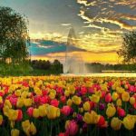 16831969 1336746959680727 2436387591309180263 n