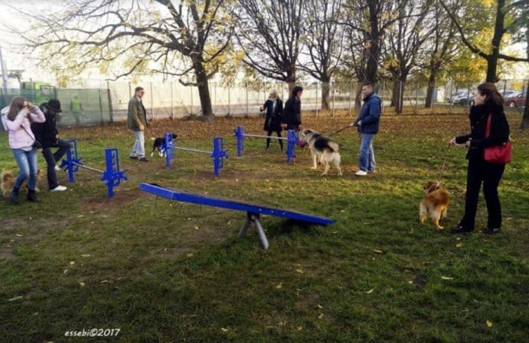 MOBILITY DOG 
