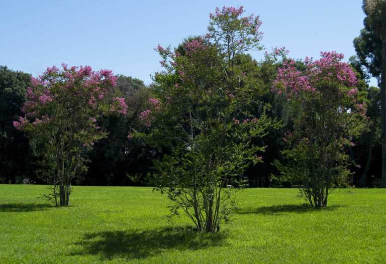 GIORNATA NAZIONALE DEGLI ALBERI 