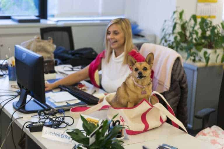 fido viene in ufficio unicredit crea addirittura la dog room fmm6