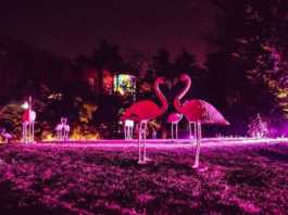 flamingos cavalli milano design week