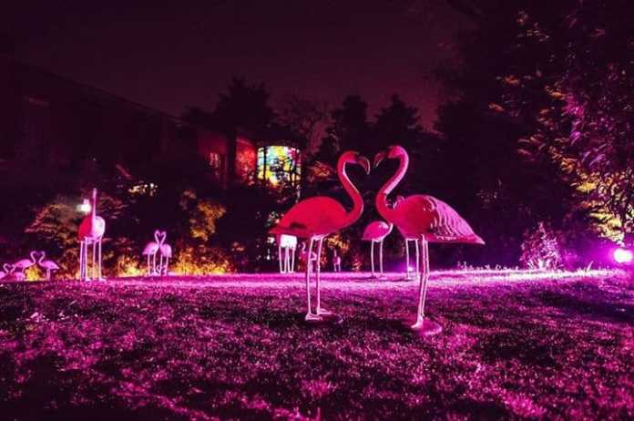 flamingos cavalli milano design week