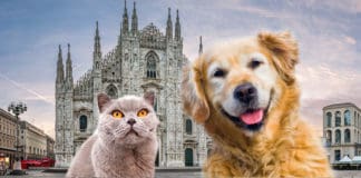 PET IN THE CITY