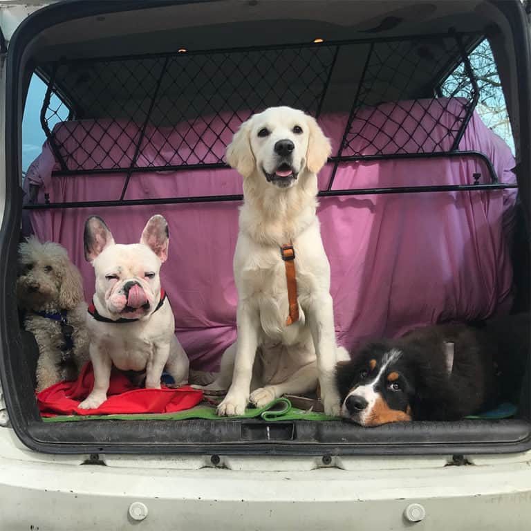 PET TAXI