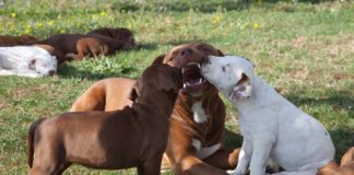 patentino cani milano