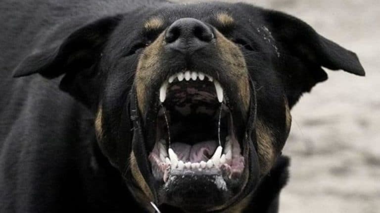 rottweiler 1280x720 1