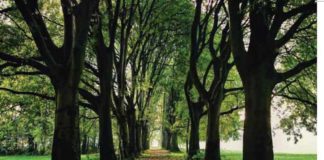 verde piante milano