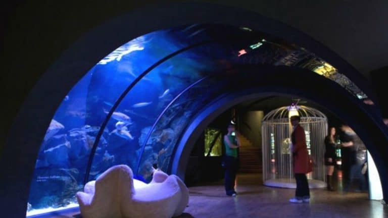 Domenica all'Acquario Civico di Milano: una giornata con gli squali