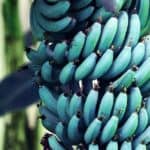 blue java banana 2