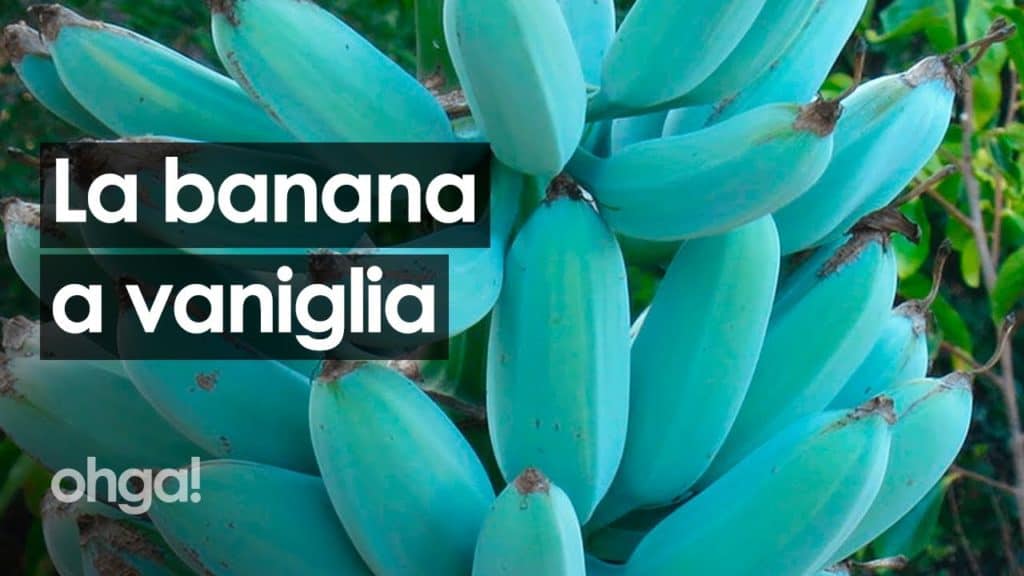 Blue Java: la banana blu che sa di gelato alla vaniglia