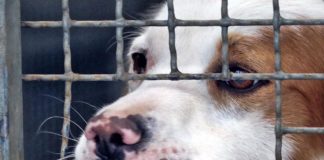 abbandono cani coronavirus