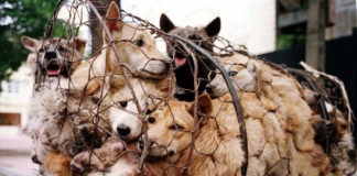 yulin dog meat festival