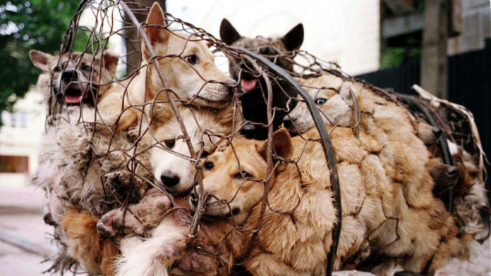 yulin dog meat festival