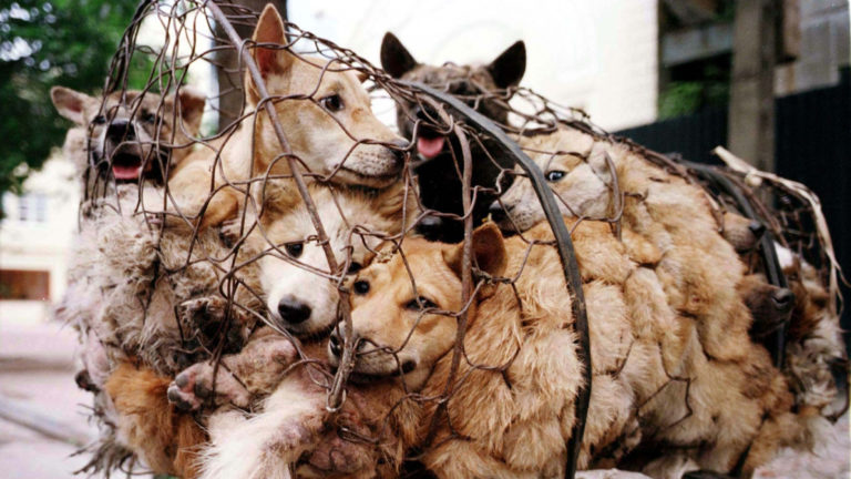 yulin dog meat festival
