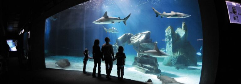 Acquario di Genova Vasche Squali ©CostaEdutainment PH Merlofotografia 5