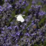 b9661 lavanda ph vgiannella