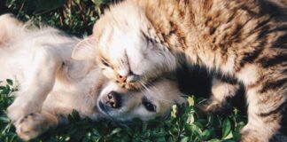 orange tabby cat beside fawn short coated puppy 46024 scaled