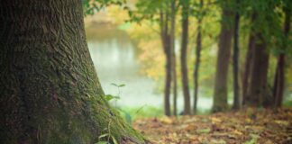 tree trunk 569275 1920