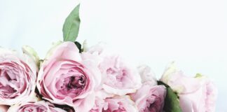 pexels the smell of roses 122734 scaled