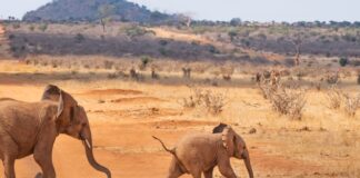 africa