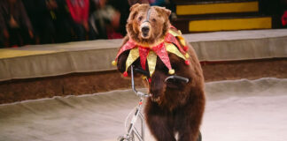 morning show gli animali al circo lavorano