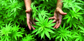 cannabis onu e1607172782829