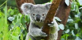 koala rischio estinzione