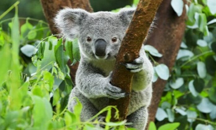koala rischio estinzione