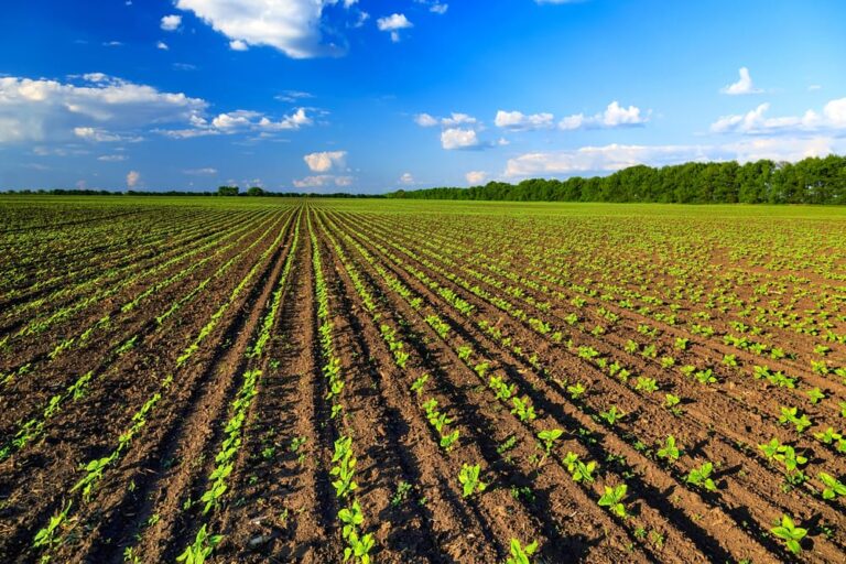 agricoltura biologica italia primato europeo