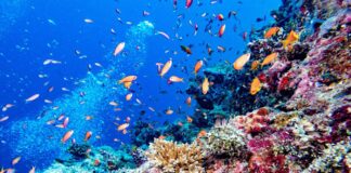BICOCCA: siglata nuova partnership con le Maldive per la tutela della barriera corallina
