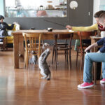crazy cat cafe milano