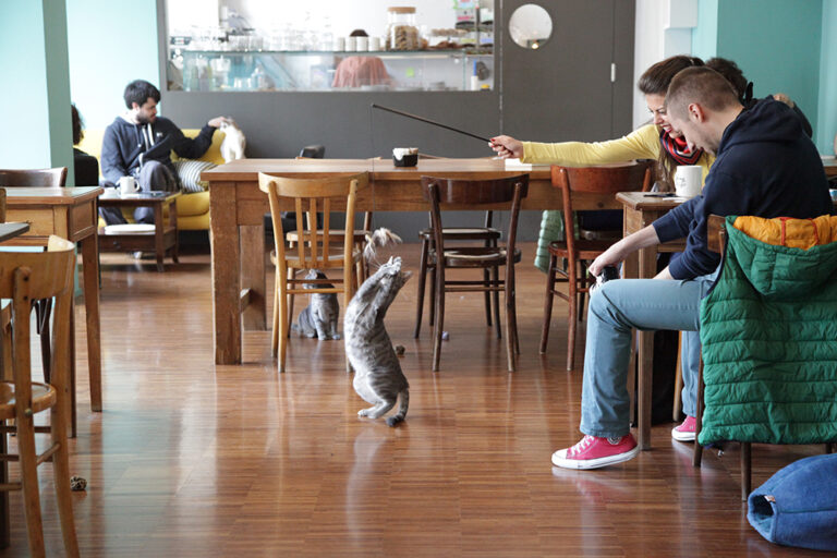 crazy cat cafe milano