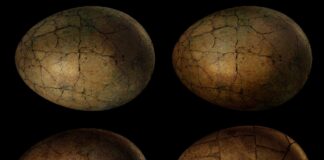 egg 1108880 1920