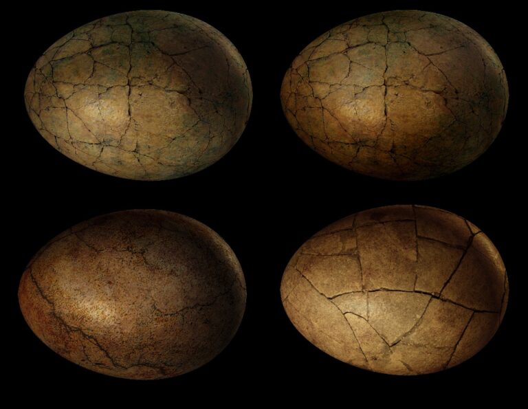 egg 1108880 1920
