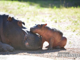 ippopotamo parco le cornelle