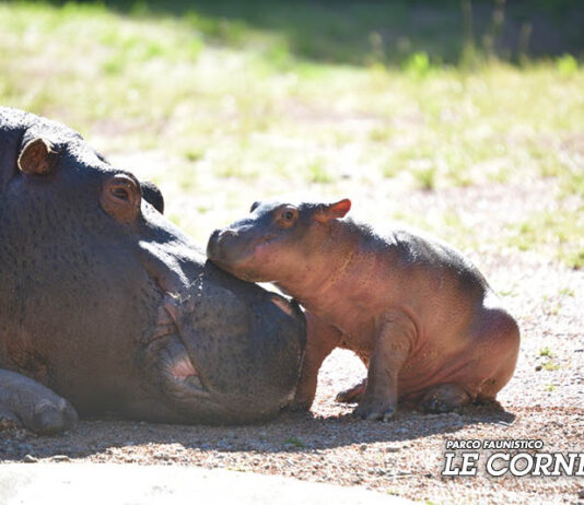 ippopotamo parco le cornelle