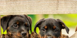 rottweiler 1785760 1920