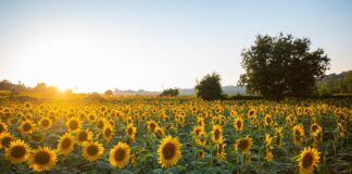 sunflowers 6007847 1920