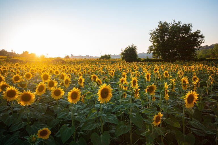 sunflowers 6007847 1920