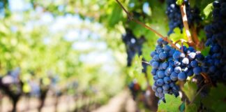 grapes 553463 1920